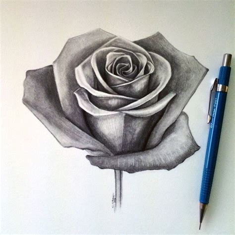 rose picture|rose picture drawing.